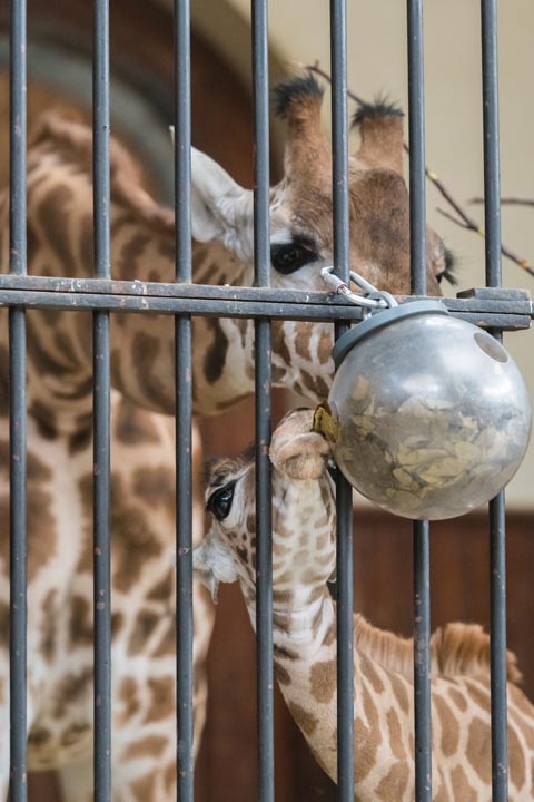 Die Giraffen brauchen auch im Winter etwas zu futtern.  Foto: Zoo Basel