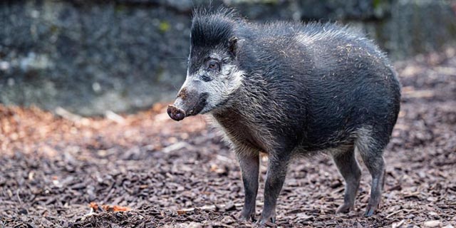 Im Zolli leben zwei Pustelschweine, die vom Aussterben bedroht sind. Foto: Zoo Basel