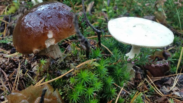 Würden Sie diesen Pilz essen? Foto: 123 Pilzforum
