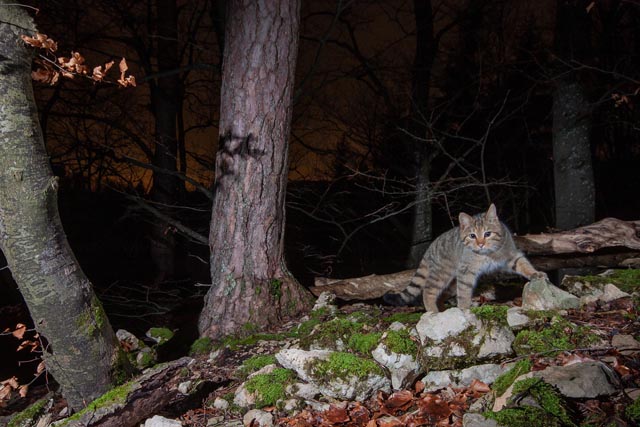 Wildkatze aus dem Aargauer Jura. Foto: Daniel Zuppinger